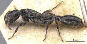 Tetraponera nigraa.jpg Tetraponera nigraa.jpg