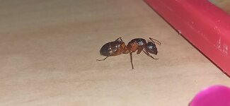 IMG_20220804_000258.jpg