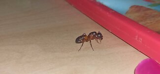 IMG_20220804_000227.jpg