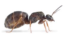 Lasius-niger.jpg