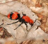 1200px-Dasymutilla_occidentalis_(3726943361).jpg 1200px-Dasymutilla_occidentalis_(3726943361).jpg