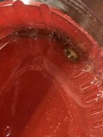 9A060234-E60B-4529-BEB9-4D7E1DBBE942.jpeg