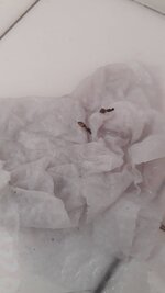 IMG-20220929-WA0004.jpeg