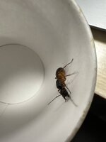 IMG_1251.jpeg