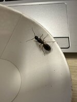 IMG_1246.jpeg