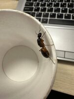 IMG_1247.jpeg