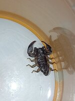 IMG_20230418_122757.jpg