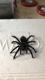 2BB5138C-F4DE-4F54-ADA3-8B79A5B188AE.jpeg
