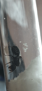 IMG_0799 (2).PNG