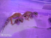 IMG_20230410_001250.jpg