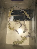 953EE2BD-0E01-4B12-A6BB-B4E8300C2FB6.jpeg