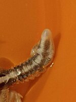 gecko1.jpg