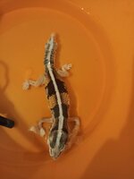 gecko3.jpg