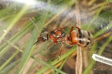 Formica_rufibarbis_queen-1.jpg Formica_rufibarbis_queen-1.jpg