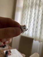 IMG_2981.jpeg