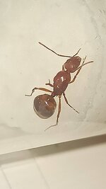 IMG_20230702_165531.jpg