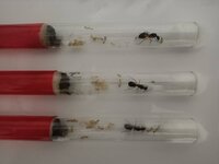 Camponotus Sanctus - 1.jpeg