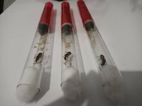 Camponotus Sanctus - 2.jpeg