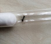 KANATSIZ (4).jpg