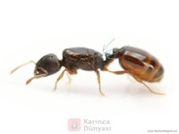Tetramorium semilaeve-queen.jpg