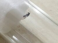 1 mm (4).jpg