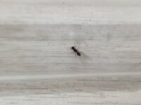 1 mm (5).jpg