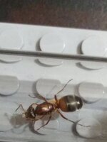 IMG_20200706_002056.jpg