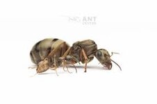 Formicacinerea queen.jpg