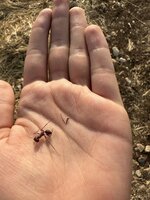 IMG_0675.jpeg