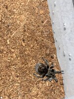 IMG_6513.jpeg