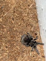 IMG_6512.jpeg