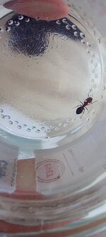 IMG_20240608_111705.jpg