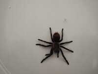 IMG_20240626_140116.jpg