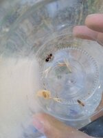 IMG_20240630_184143_1.jpg
