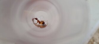 17201000613635720793653404445739.jpg