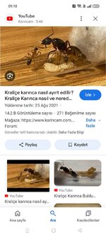 Screenshot_2024-07-28-09-18-42-22_680d03679600f7af0b4c700c6b270fe7.jpg