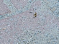IMG20240730170840.jpg
