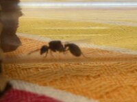 IMG_1759.jpeg
