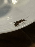 IMG_0625.jpeg