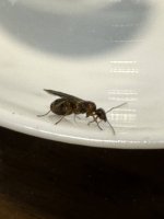 IMG_0620.jpeg