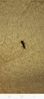 Screenshot_20240821_203253_Picture Insect.jpg