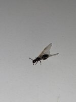 IMG_0234.jpeg