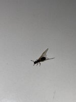 IMG_0233.jpeg