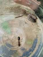 IMG_20250403_122630.jpg