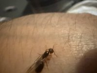 IMG_6680.jpeg