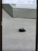 IMG_0145.jpeg