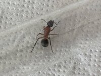 IMG_2468.jpeg