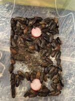 IMG_0105.jpeg