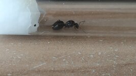 IMG_20200708_124821.jpg