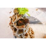 atta-cephalotes-50-150-alleen-afhalen-in-apeldoorn4.jpg